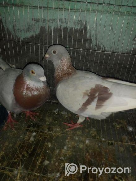 রানিং মিলি রেসার