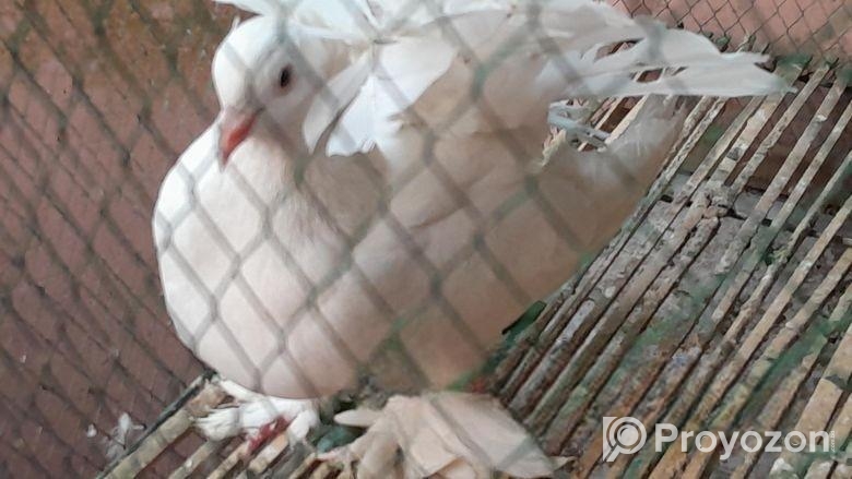 কবুতর বিক্রয়