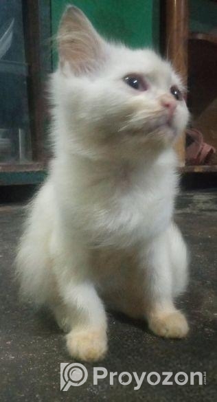 পিওর পার্শিয়ান ছেলে বিড়াল