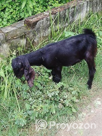 দুটি পাঠি ছাগল