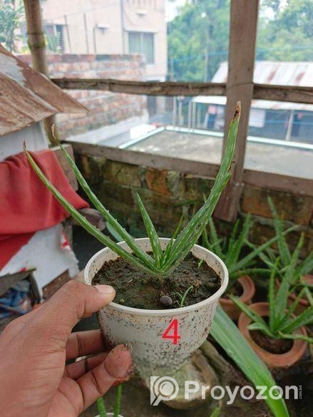 অ্যালোভেরা গাছ বিক্রি করা হবে