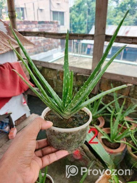 অ্যালোভেরা গাছ বিক্রি করা হবে