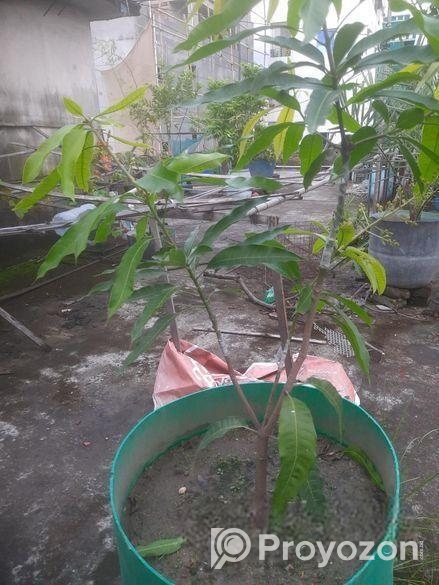 এক গাছে দুই জাতের আমের গ্রাফটিং।