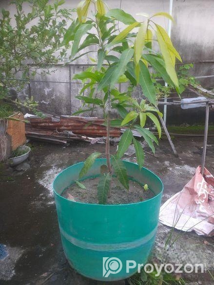 এক গাছে দুই জাতের আমের গ্রাফটিং।