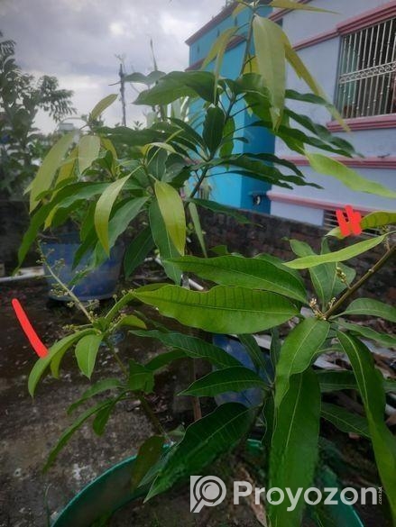 এক গাছে দুই জাতের আমের গ্রাফটিং।