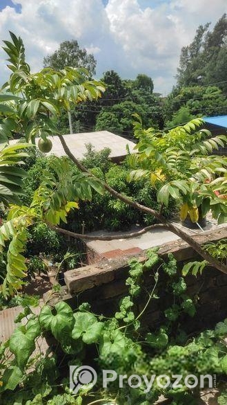 গাছ বিক্রি করা হবে