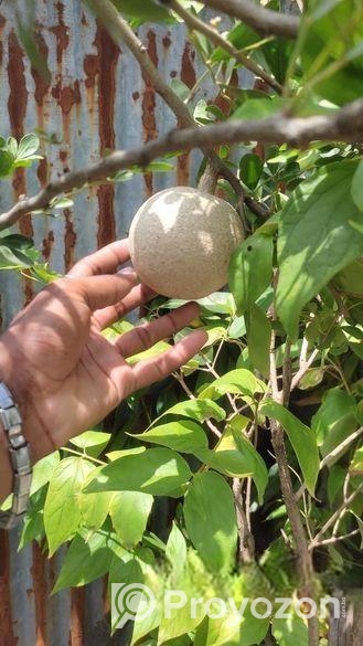 গাছ বিক্রি করা হবে