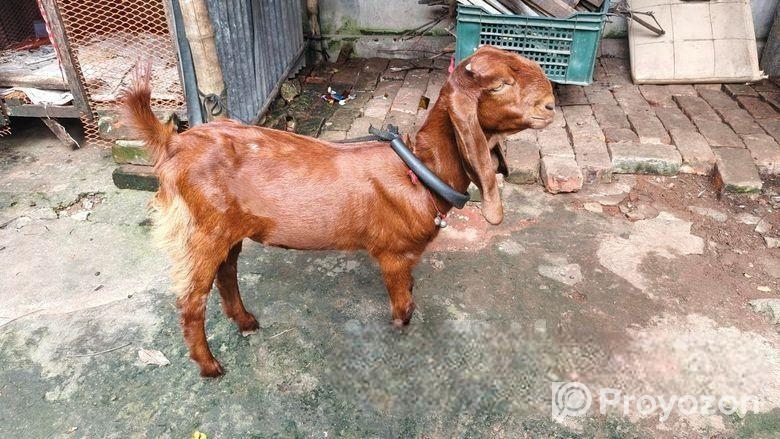 ছাগল বিক্রি