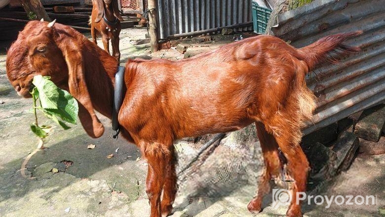 ছাগল বিক্রি