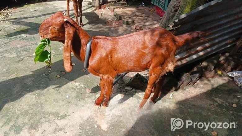 ছাগল বিক্রি