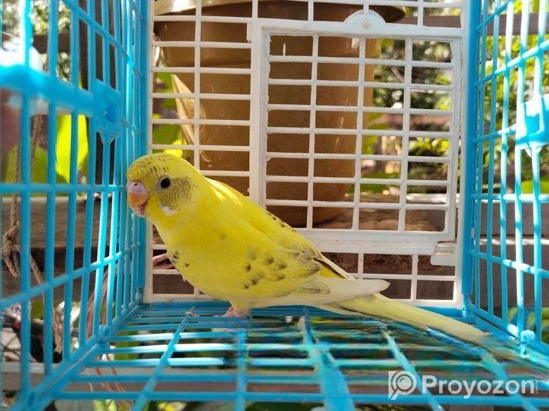 মেল বাজরিগার