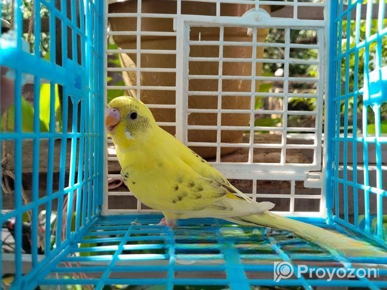 মেল বাজরিগার