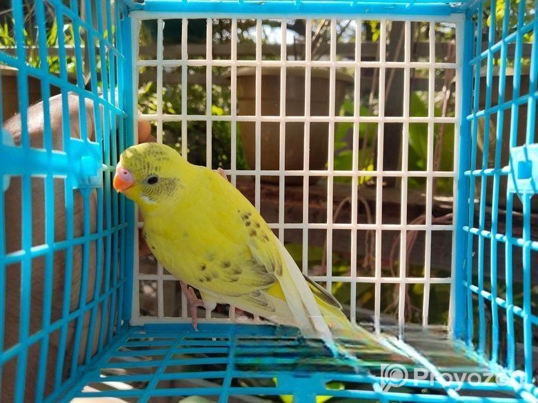 মেল বাজরিগার