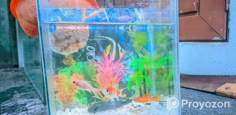 Aquarium sell
