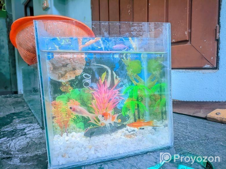 Aquarium sell