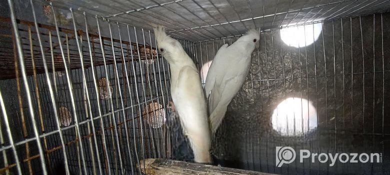 অ্যালভিনো কোকাটেল