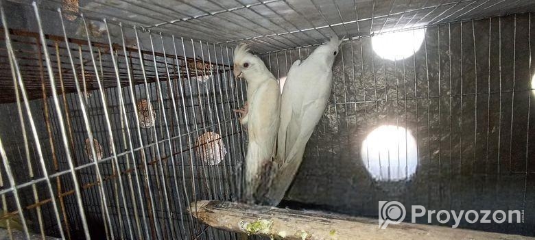 অ্যালভিনো কোকাটেল