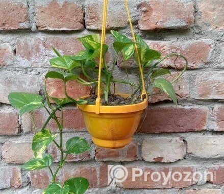 সৌভাগ্যের প্রতীক – মানি প্ল্যান্ট!