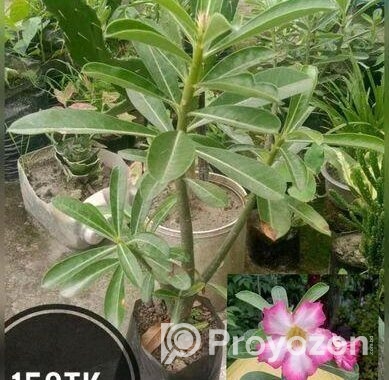 গাছপালা