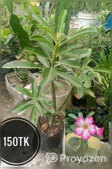 গাছপালা