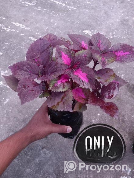 গাছপালা