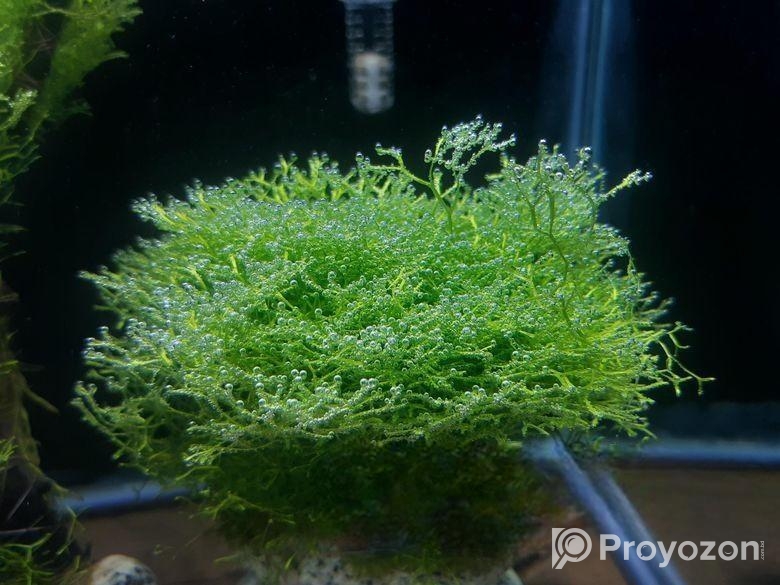 একুরিয়ামের গাছ