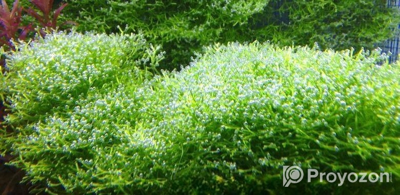 একুরিয়ামের গাছ