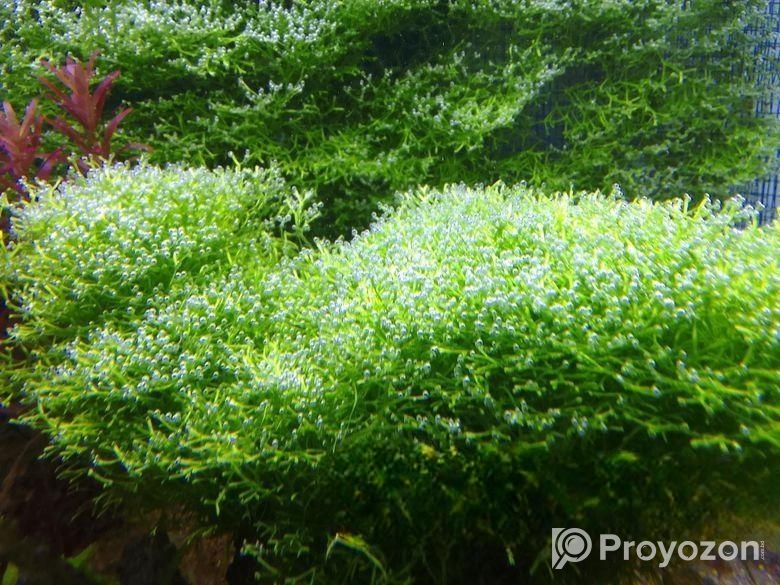 একুরিয়ামের গাছ