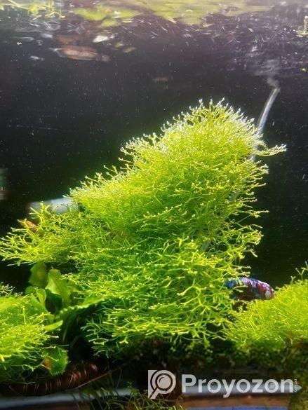 একুরিয়ামের গাছ