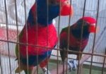 Red Cap Lorikeet Adult Pair