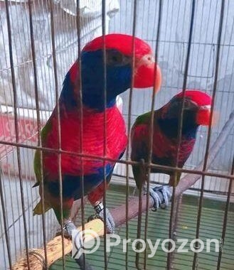 Red Cap Lorikeet Adult Pair