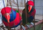 Red Cap Lorikeet Adult Pair