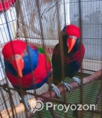 Red Cap Lorikeet Adult Pair