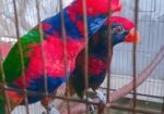 Red Cap Lorikeet Adult Pair
