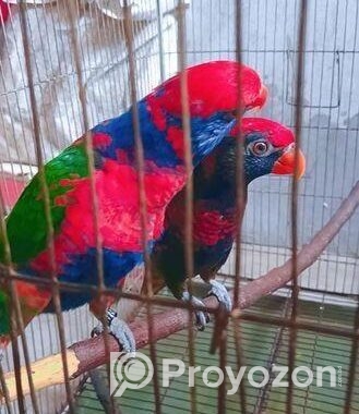 Red Cap Lorikeet Adult Pair