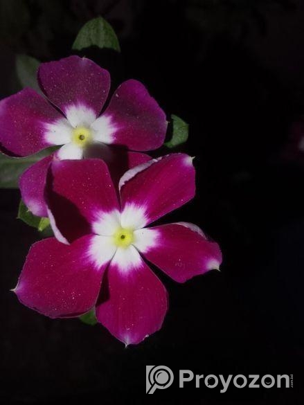 নয়নতারা