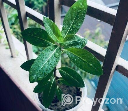 নয়নতারা