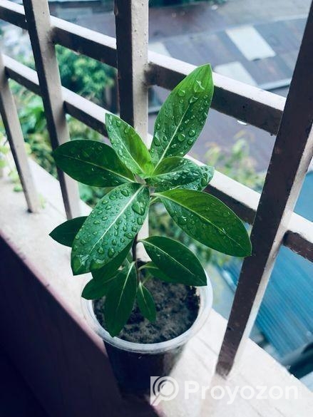 নয়নতারা