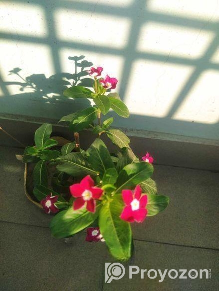 নয়নতারা