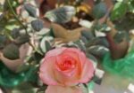 Rose Tree / গোলাপ গাছ
