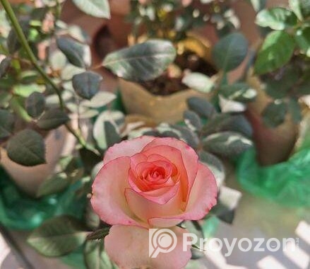 Rose Tree / গোলাপ গাছ