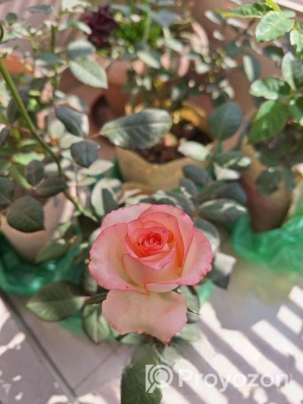 Rose Tree / গোলাপ গাছ