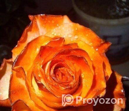 Rose Tree / গোলাপ গাছ