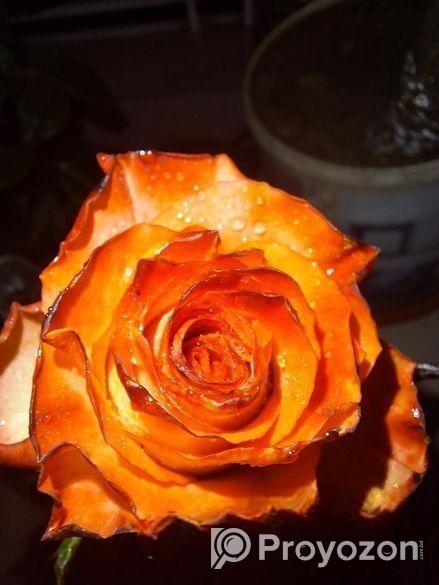 Rose Tree / গোলাপ গাছ