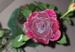 Rose Tree / গোলাপ গাছ