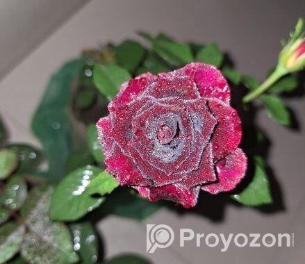Rose Tree / গোলাপ গাছ