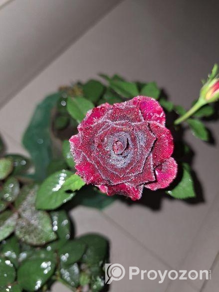 Rose Tree / গোলাপ গাছ