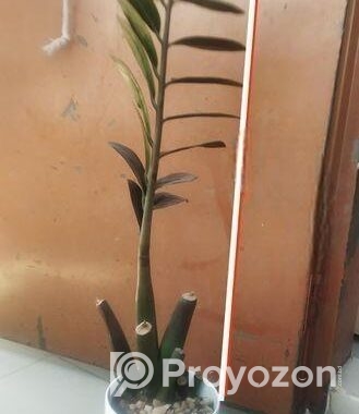 জেডজেড প্ল্যান্টের