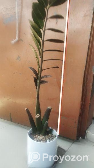 জেডজেড প্ল্যান্টের