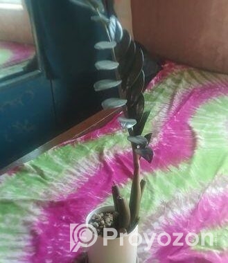 জেডজেড প্ল্যান্টের